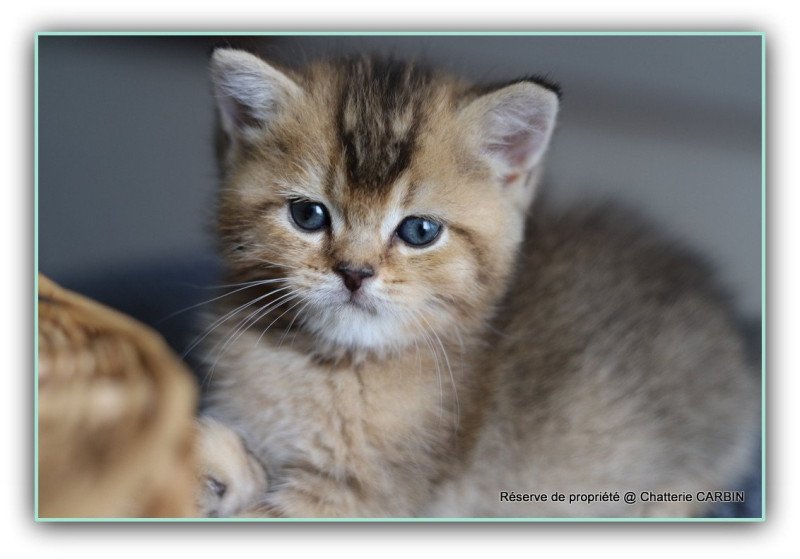 ALINE RIVER CARBIN Femelle British Shorthair ALINE RIVER CARBIN Femelle British Shorthair