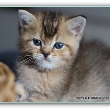 chaton British Shorthair black golden ticked tabby Chatterie Carbin chaton British Shorthair black golden ticked tabby Chatterie Carbin