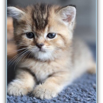 chaton British Shorthair black golden ticked tabby Chatterie Carbin chaton British Shorthair black golden ticked tabby Chatterie Carbin