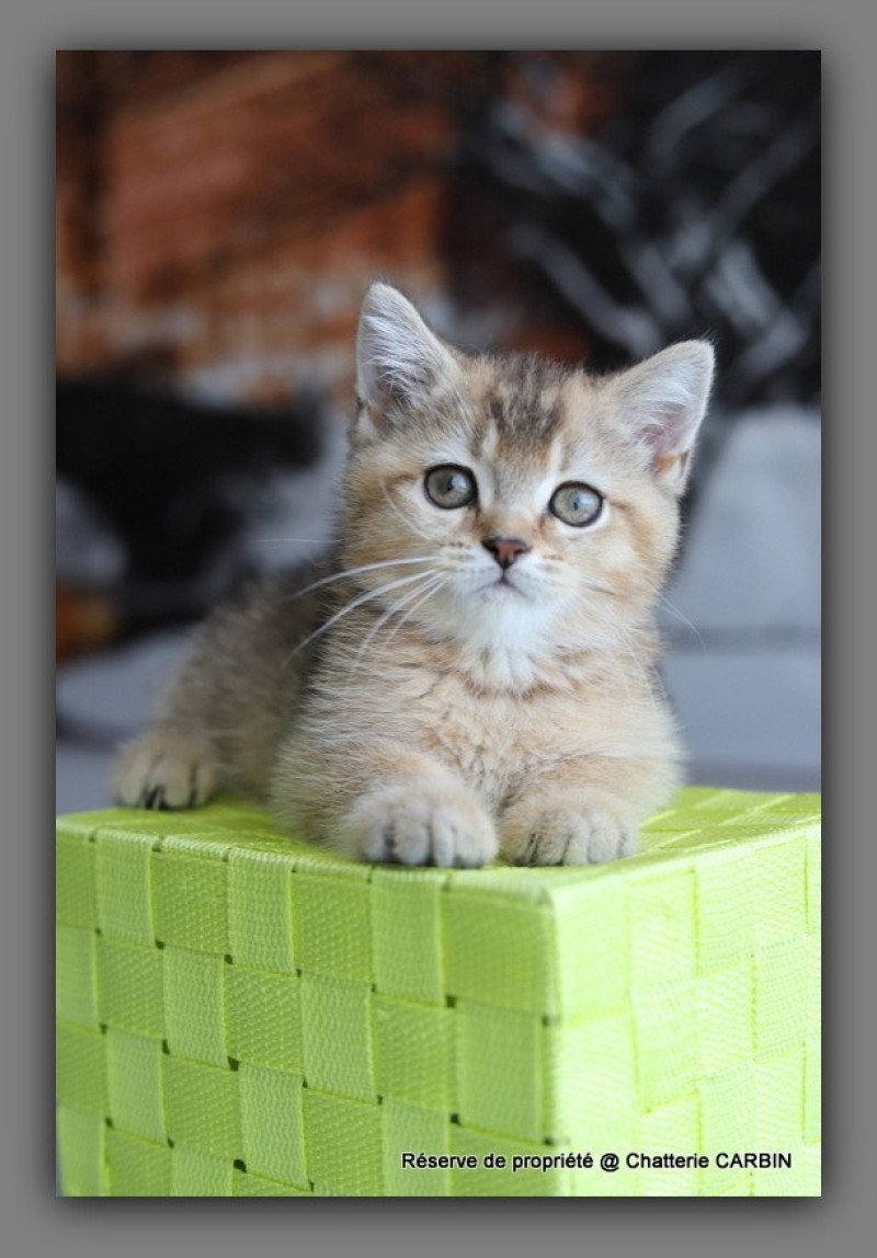 ALINE RIVER CARBIN Femelle British Shorthair ALINE RIVER CARBIN Femelle British Shorthair
