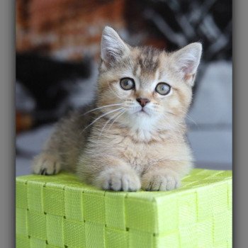 chaton British Shorthair black golden ticked tabby ALINE RIVER Chatterie Carbin chaton British Shorthair black golden ticked tabby ALINE RIVER Chatterie Carbin