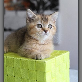 chaton British Shorthair black golden ticked tabby ALINE RIVER Chatterie Carbin chaton British Shorthair black golden ticked tabby ALINE RIVER Chatterie Carbin