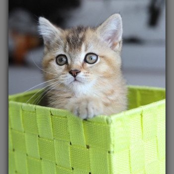 chaton British Shorthair black golden ticked tabby ALINE RIVER Chatterie Carbin chaton British Shorthair black golden ticked tabby ALINE RIVER Chatterie Carbin