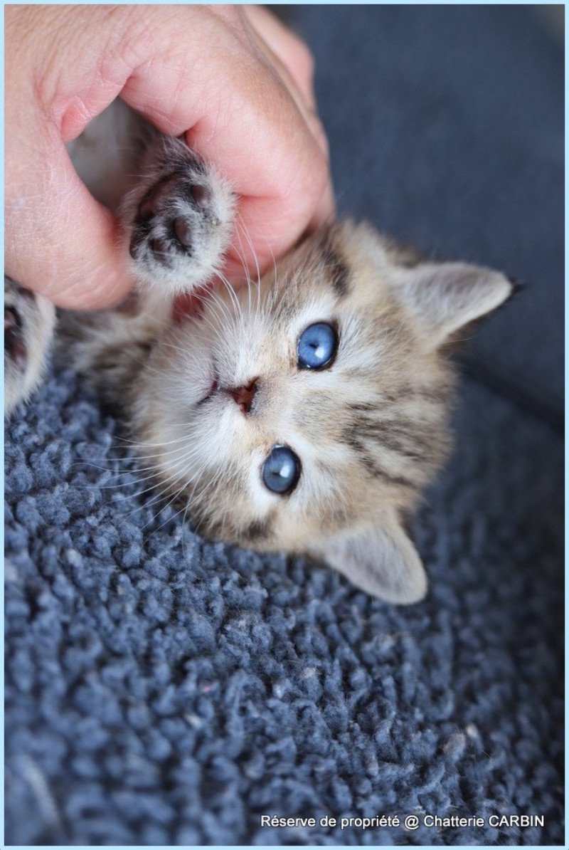 ABBEY NEW CARBIN Femelle British Shorthair ABBEY NEW CARBIN Femelle British Shorthair