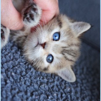 chaton British Shorthair black golden blotched tabby ABBEY NEW Chatterie Carbin chaton British Shorthair black golden blotched tabby ABBEY NEW Chatterie Carbin