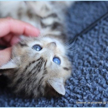chaton British Shorthair black golden blotched tabby ABBEY NEW Chatterie Carbin chaton British Shorthair black golden blotched tabby ABBEY NEW Chatterie Carbin