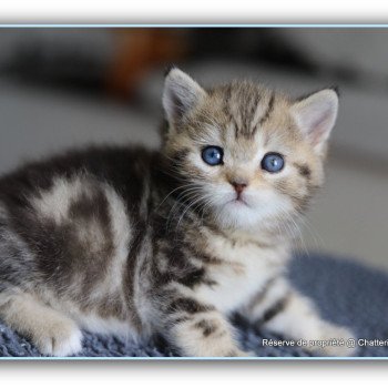 chaton British Shorthair black golden blotched tabby ABBEY NEW Chatterie Carbin chaton British Shorthair black golden blotched tabby ABBEY NEW Chatterie Carbin