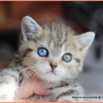 ABBEY NEW CARBIN Femelle British Shorthair
