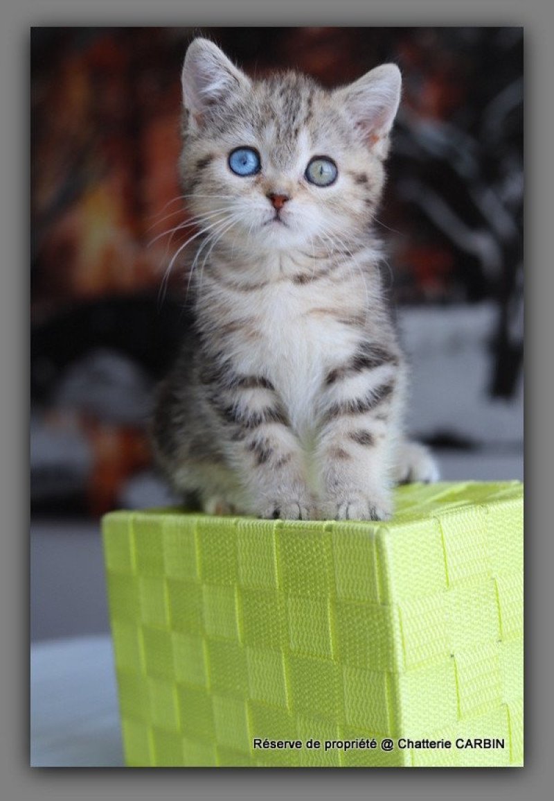 ABBEY NEW CARBIN Femelle British Shorthair ABBEY NEW CARBIN Femelle British Shorthair