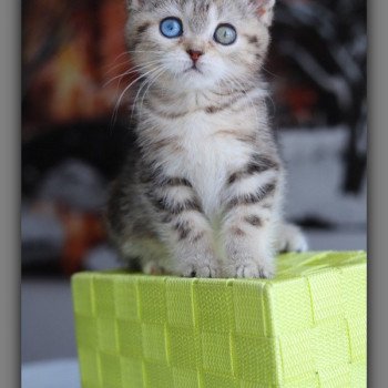 chaton British Shorthair black golden blotched tabby ABBEY NEW Chatterie Carbin chaton British Shorthair black golden blotched tabby ABBEY NEW Chatterie Carbin