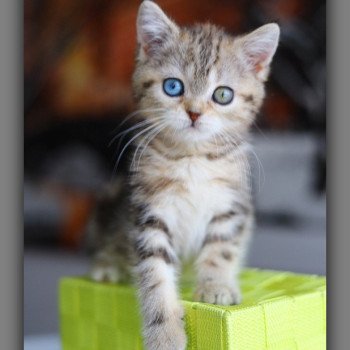 chaton British Shorthair black golden blotched tabby ABBEY NEW Chatterie Carbin chaton British Shorthair black golden blotched tabby ABBEY NEW Chatterie Carbin