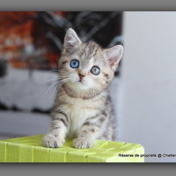 chaton British Shorthair black golden blotched tabby ABBEY NEW Chatterie Carbin chaton British Shorthair black golden blotched tabby ABBEY NEW Chatterie Carbin