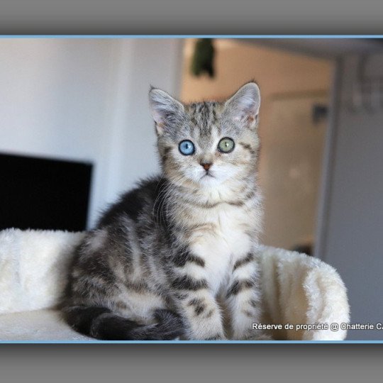 ABBEY NEW CARBIN Femelle British Shorthair