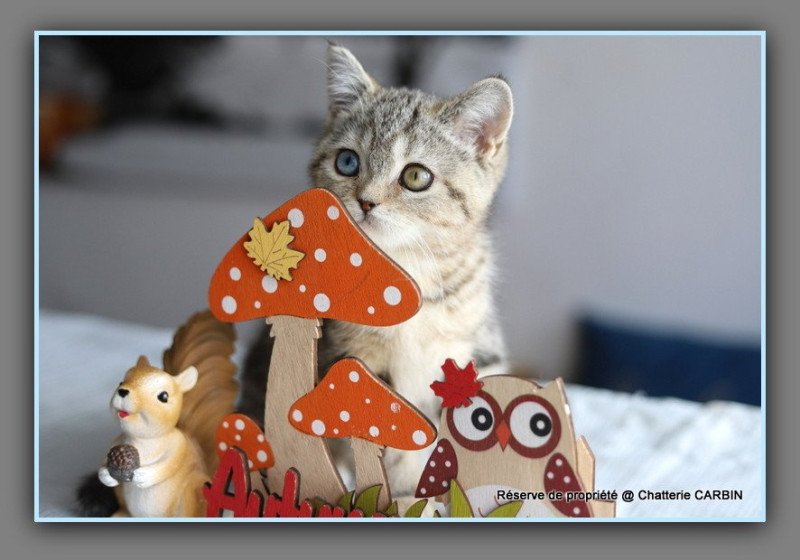 ABBEY NEW CARBIN Femelle British Shorthair ABBEY NEW CARBIN Femelle British Shorthair