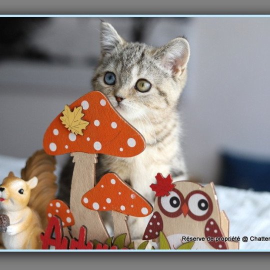 ABBEY NEW CARBIN Femelle British Shorthair
