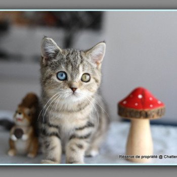 chaton British Shorthair black golden blotched tabby ABBEY NEW Chatterie Carbin chaton British Shorthair black golden blotched tabby ABBEY NEW Chatterie Carbin