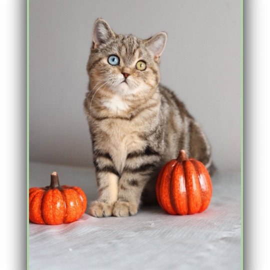 ABBEY NEW CARBIN Femelle British Shorthair