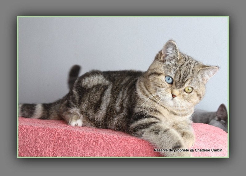 Abbey new CARBIN Femelle British Shorthair