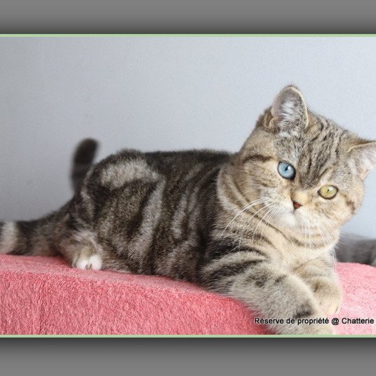 Abbey new CARBIN Femelle British Shorthair