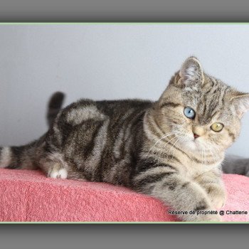 chaton British Shorthair black golden blotched tabby ABBEY NEW Chatterie Carbin