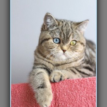 chaton British Shorthair black golden blotched tabby ABBEY NEW Chatterie Carbin