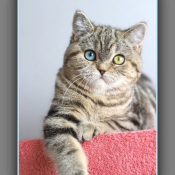 chaton British Shorthair black golden blotched tabby ABBEY NEW Chatterie Carbin