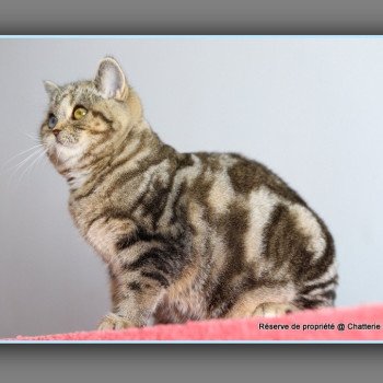 chaton British Shorthair black golden blotched tabby ABBEY NEW Chatterie Carbin