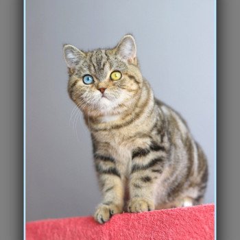 chaton British Shorthair black golden blotched tabby ABBEY NEW Chatterie Carbin