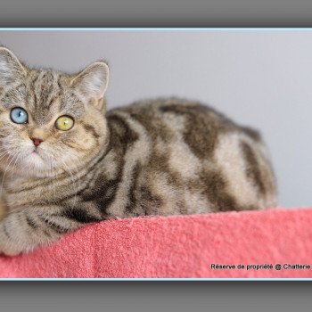 chaton British Shorthair black golden blotched tabby ABBEY NEW Chatterie Carbin