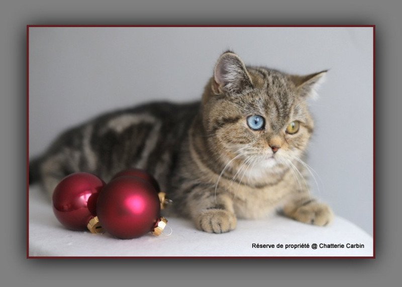 Abbay new CARBIN Femelle British Shorthair