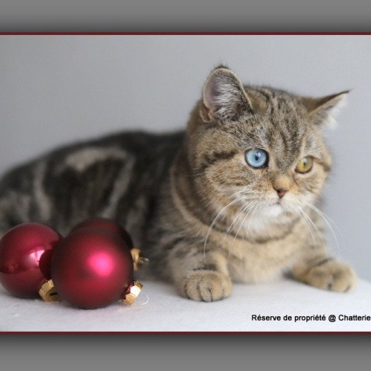 Abbay new CARBIN Femelle British Shorthair