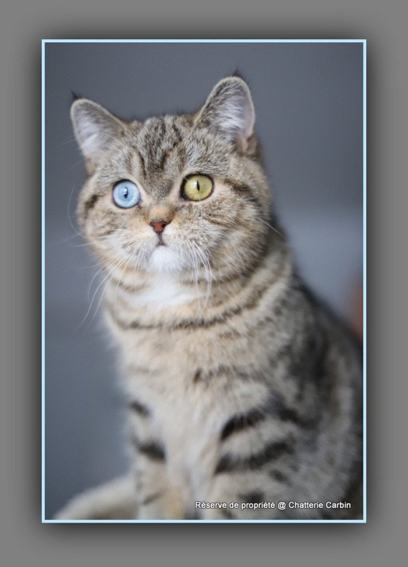 Abbay new CARBIN Femelle British Shorthair