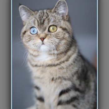 chaton British Shorthair black golden blotched tabby Abbay new Chatterie Carbin