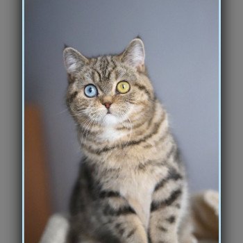 chaton British Shorthair black golden blotched tabby Abbay new Chatterie Carbin