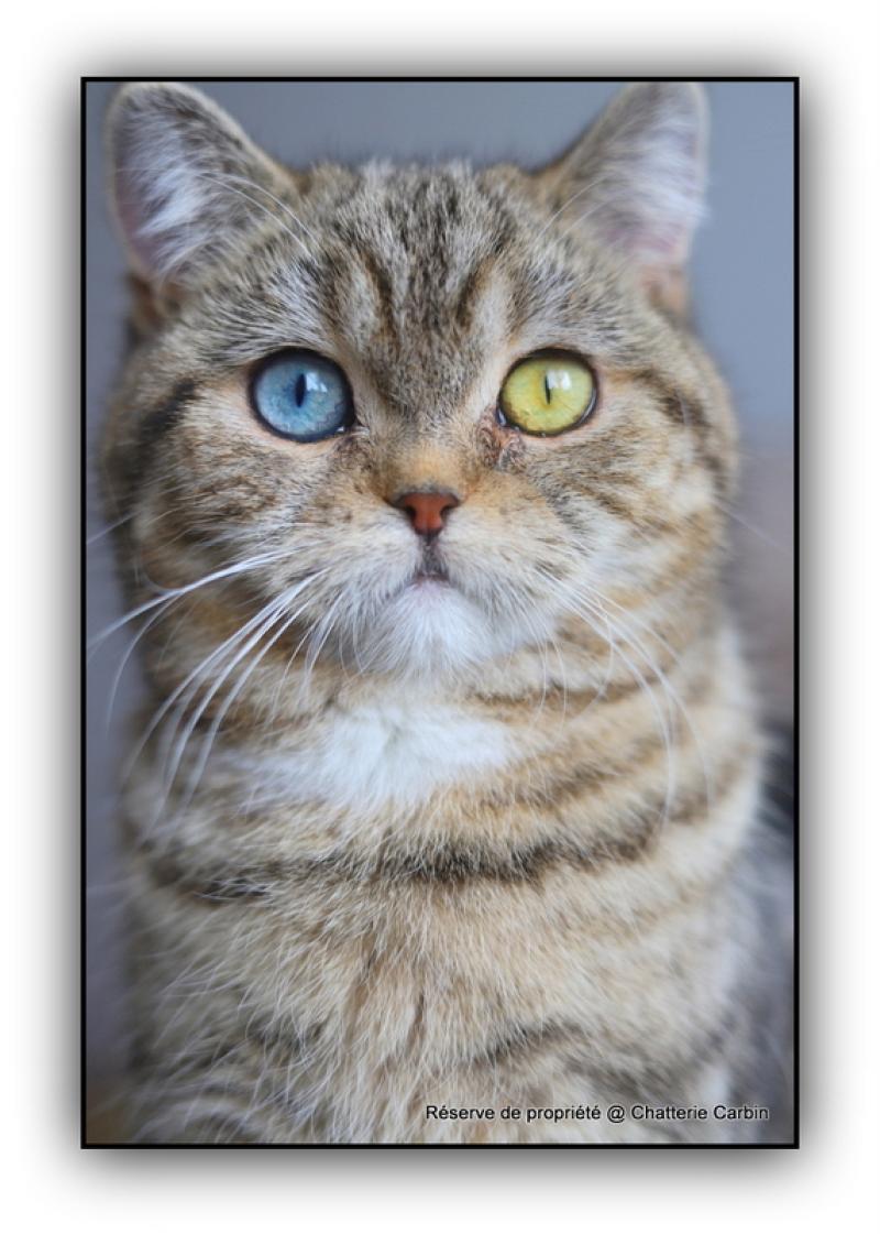 Abbay new CARBIN Femelle British Shorthair