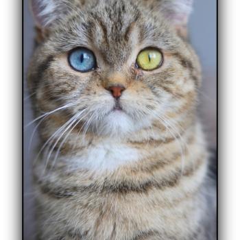 chaton British Shorthair black golden blotched tabby Abbay new Chatterie Carbin