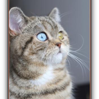 chaton British Shorthair black golden blotched tabby Abbay new Chatterie Carbin