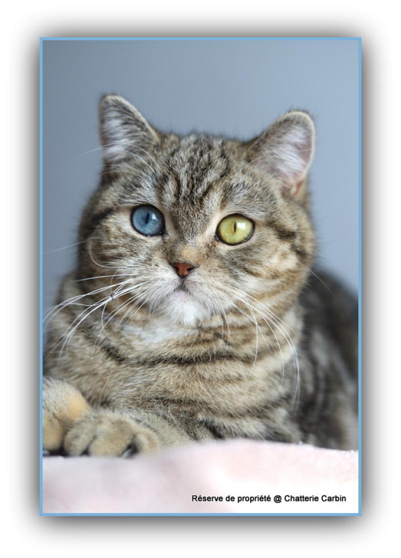 Abbay new CARBIN Femelle British Shorthair