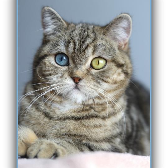 Abbay new CARBIN Femelle British Shorthair