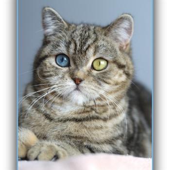 chaton British Shorthair black golden locket blotched tabby Abbay new Chatterie Carbin