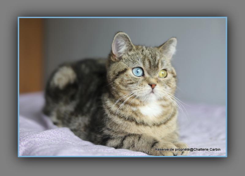 Abbay new CARBIN Femelle British Shorthair