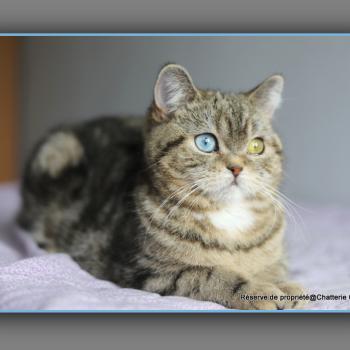 chaton British Shorthair black golden locket blotched tabby Abbay new Chatterie Carbin
