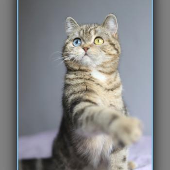chaton British Shorthair black golden locket blotched tabby Abbay new Chatterie Carbin