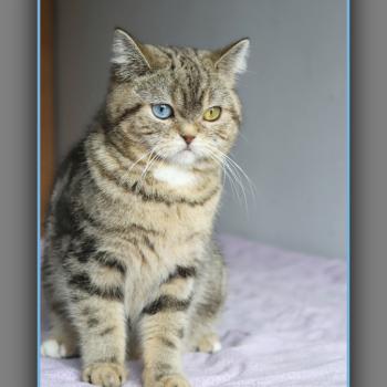 chaton British Shorthair black golden locket blotched tabby Abbay new Chatterie Carbin