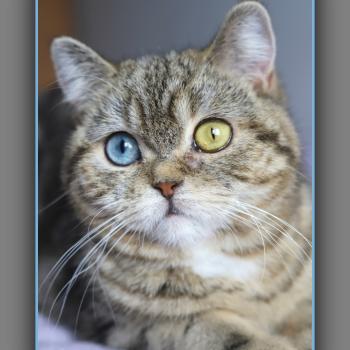 chaton British Shorthair black golden locket blotched tabby Abbay new Chatterie Carbin