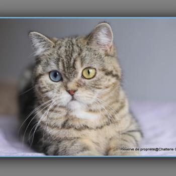 chaton British Shorthair black golden locket blotched tabby Abbay new Chatterie Carbin