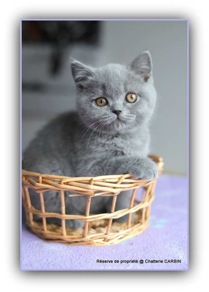 ABOU CARBIN Mâle British Shorthair ABOU CARBIN Mâle British Shorthair
