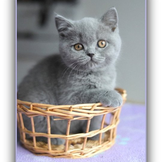 ABOU CARBIN Mâle British Shorthair