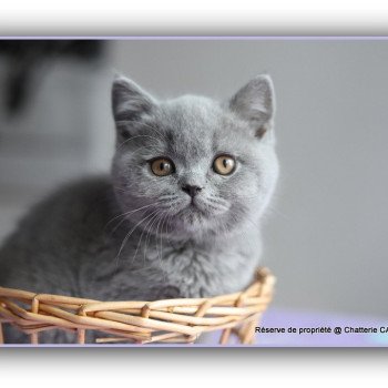 chaton British Shorthair blue ABOU Chatterie CARBIN chaton British Shorthair blue ABOU Chatterie CARBIN
