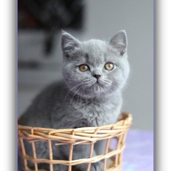 chaton British Shorthair blue ABOU Chatterie CARBIN chaton British Shorthair blue ABOU Chatterie CARBIN